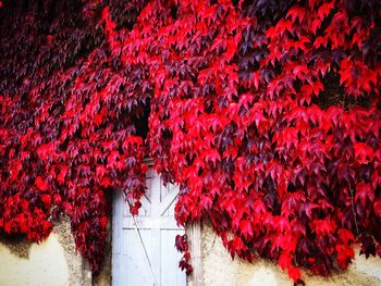 Red flowering plants on tree during autumn