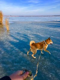 Full length of a dog on the beach