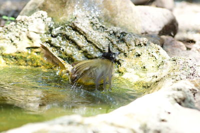 wildlife