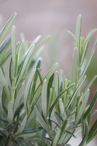 Close-up of wet plant