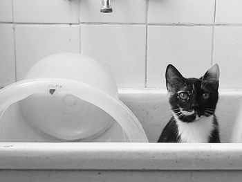 Portrait of cat in a sink