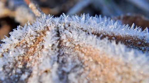 Close-up of snow on tree