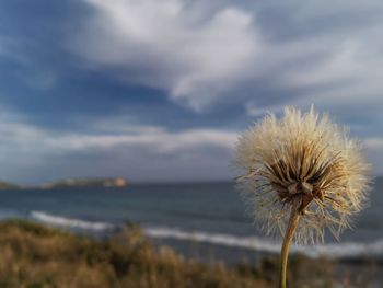 Close-up of dandelion on land against sky