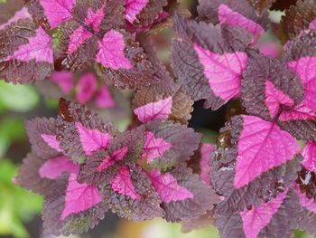 Close-up of pink flowers