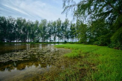 Scenic view of pond in forest