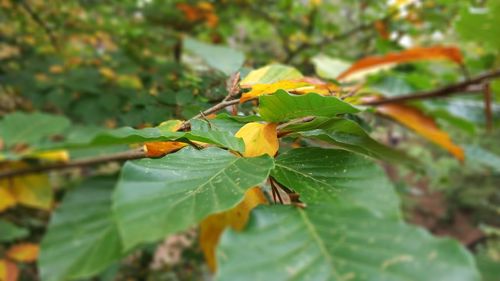 Close-up of lizard on plant during autumn