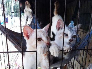 Close-up of two cats in cage