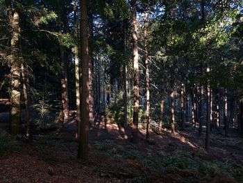 Trees in forest