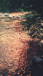 Tree growing in water