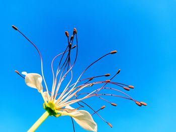 Low angle view of flowering plant against blue sky