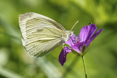 Close-up of butterfly on purple flower