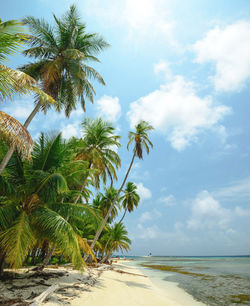 Palm trees on beach against sky