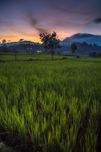 Scenic view of agricultural field against sky during sunset