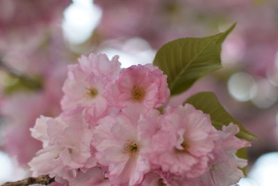 Close-up of pink cherry blossoms