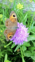 Close-up of butterfly on purple flower