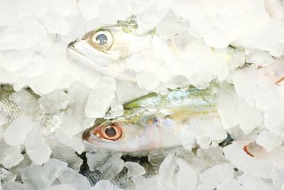 Close-up of fish against white background