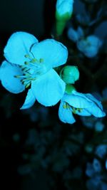 Close-up of blue flowering plant