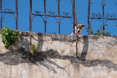 Dog on wall against clear sky