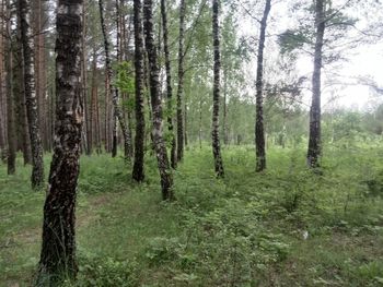 Trees in forest