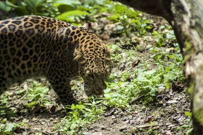 animal