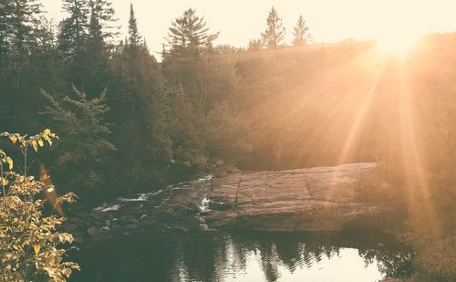 Sunlight streaming through trees by lake in forest against bright sun