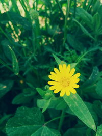 Close-up of yellow flowering plant