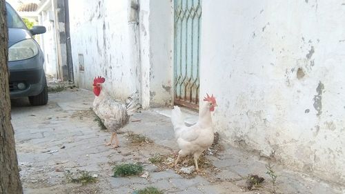 Close-up of rooster