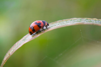 Close-up of ladybug on leaf