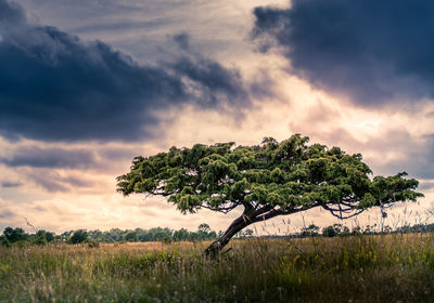 Tree on field against sky