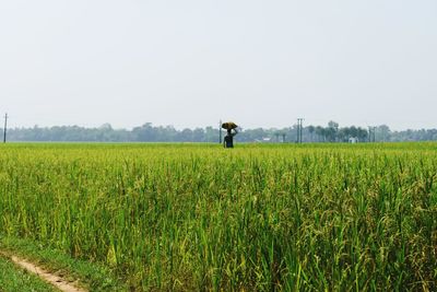 Farmer in agricultural field in india