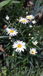 Close-up of white daisy flowers