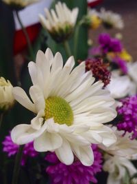 Close-up of flower blooming