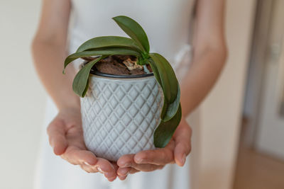 Cropped hand of woman holding potted plant