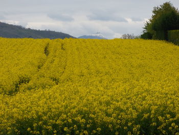 Scenic view of field against sky