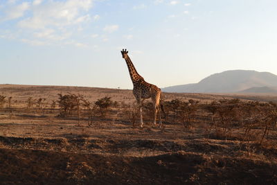 Giraffe standing on field against sky