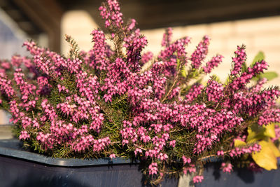 Close-up of pink flowering plants