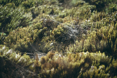 High angle view of spider webs on plants