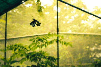 Low angle view of insect flying against the sky