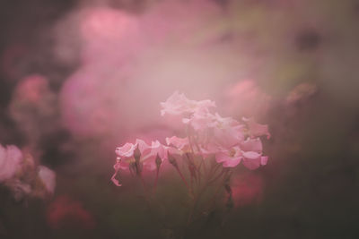 Close-up of pink flowering plant