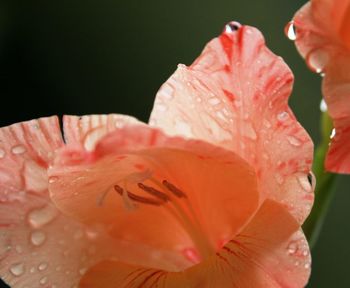 Close-up of water drops on pink day lily blooming outdoors