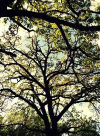 Low angle view of trees