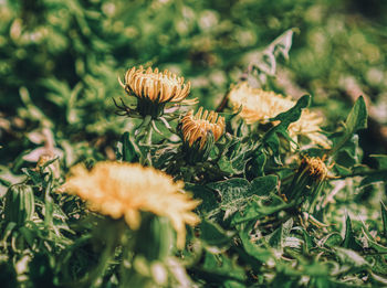 Close-up of flowering plants on land