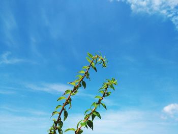 Low angle view of plant against blue sky