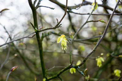 Close-up of yellow flower