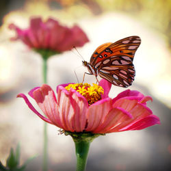 Close-up of pink flower