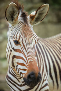 Close-up of a elephant