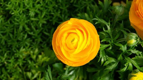 Close-up of yellow rose blooming in garden