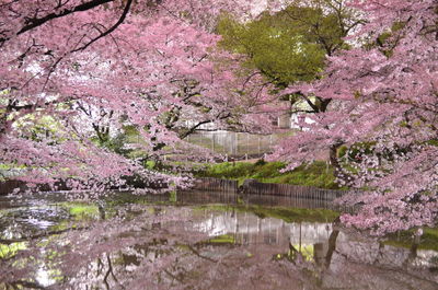 Pink cherry blossoms in spring