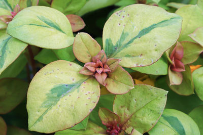 High angle view of flowering plant