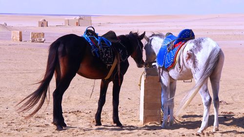 Horses at wadi elryan which is nature preserve, alfayoum, egypt